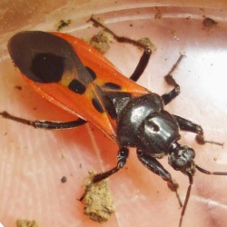 Peirates hybridus